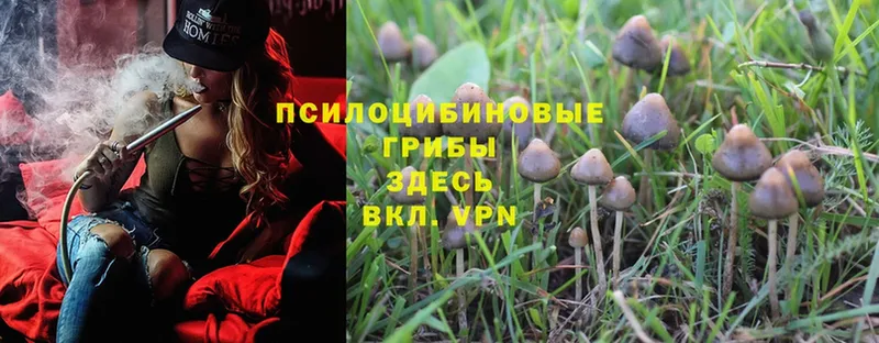 Галлюциногенные грибы Psilocybine cubensis Ялта